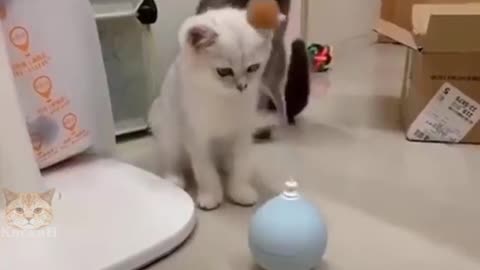 Shocked cat