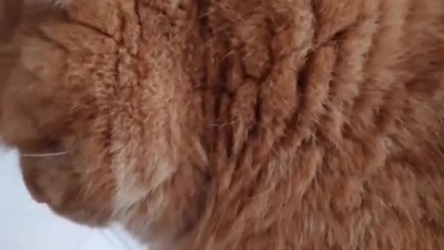 I like cats best