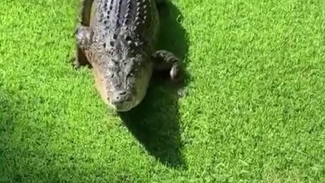 Does this crocodile know there's a camera here? Keep crawling this way