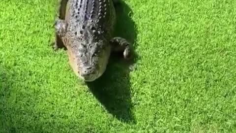 Does this crocodile know there's a camera here? Keep crawling this way