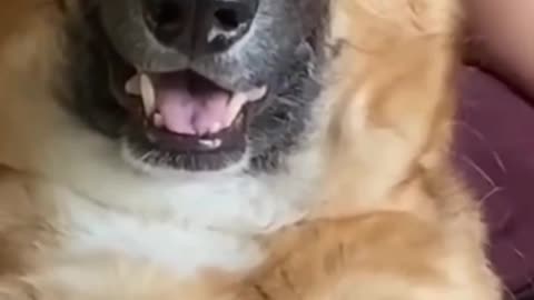 DOG 🐶FUNNY 🤣🤣 VIDEO ON TIKTOK