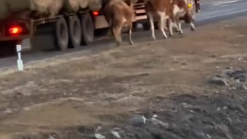 HAY TRUNK IN TX GETS ASSAULTED