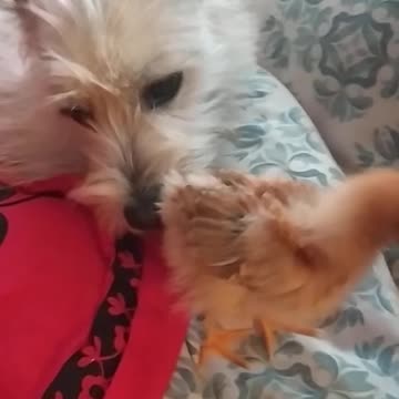 Luna and little Goldi - friends forever!