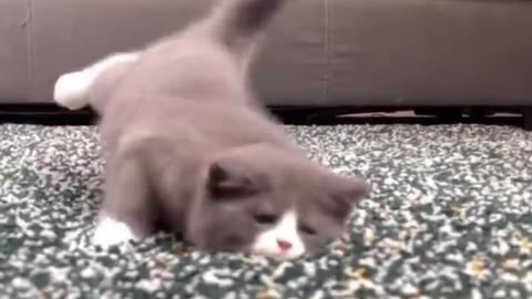 Top Funny Cute Cats Viral Clips || Best #funny Cats #shorts Video || #trending #animals #reels