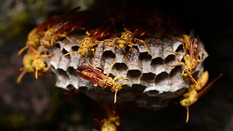 Bee hive and honey