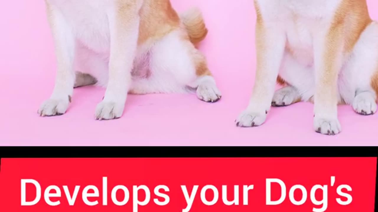 Develops your Dog's"Hidden Intelligence" #pets #dogs #youtube #loyal