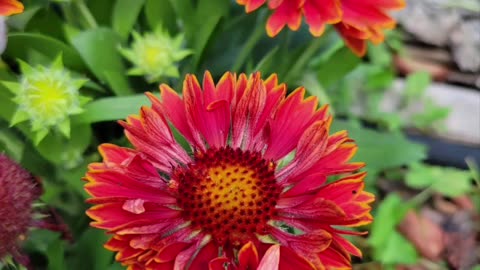 Encouragement With Flowers 🌼