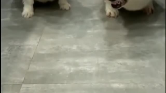 Super Funny Dog Compilation Videos