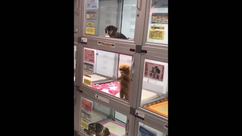 Best Funny Animal Videos Of🤣 The 2023 Funniest Cats And Dogs Videos🙀😍