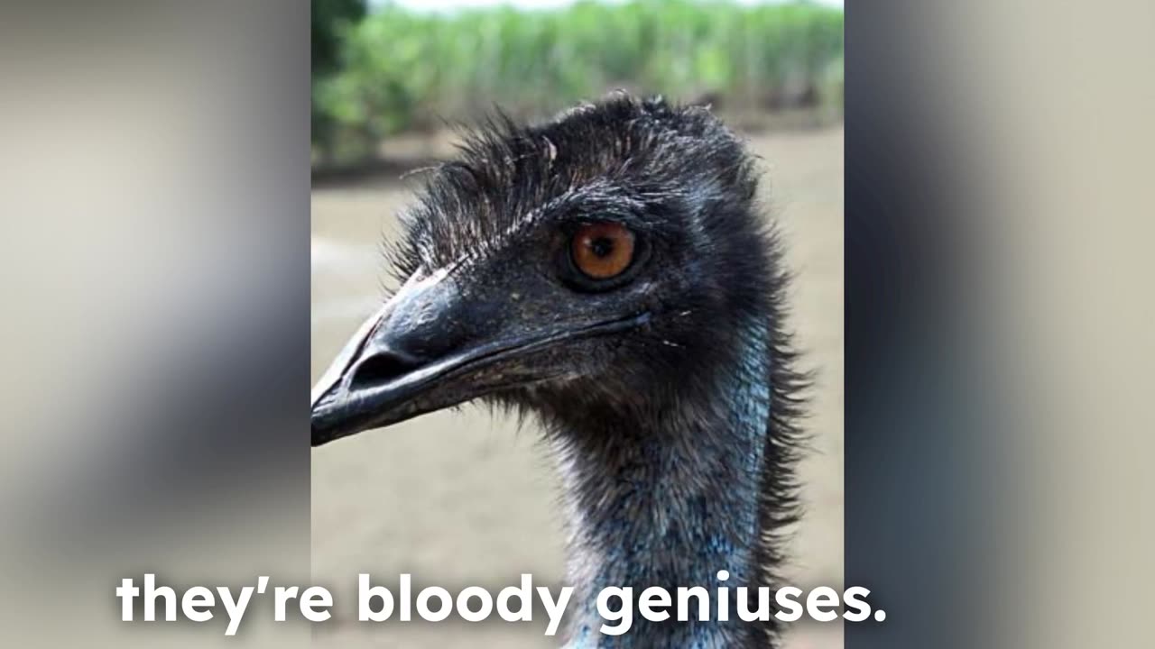 Absurd360: The Great Emu War! Aussies, machines guns and Emus fighting in battle. Freedom!