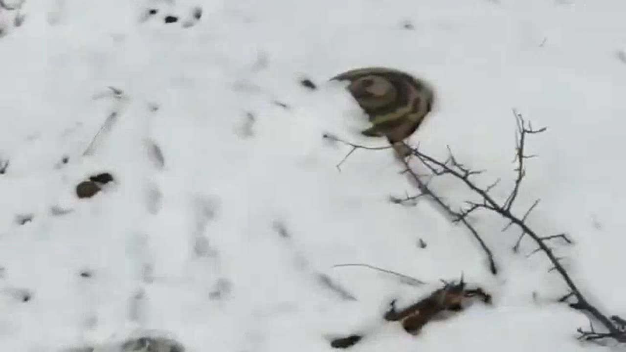 Russians Left Out in the Cold
