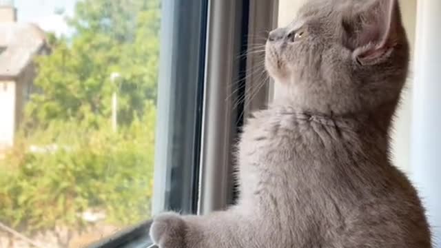 Cat longing for window