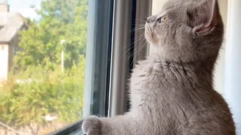 Cat longing for window