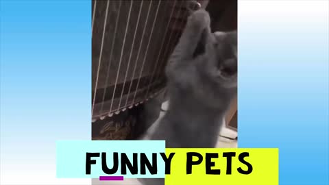 Funny Pets pt. 13