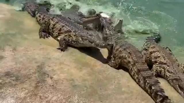 They fought over a fish