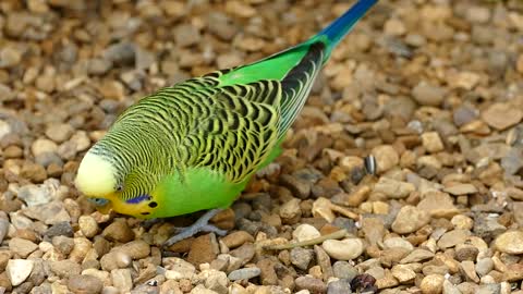 Beautiful parrot eats amazing food