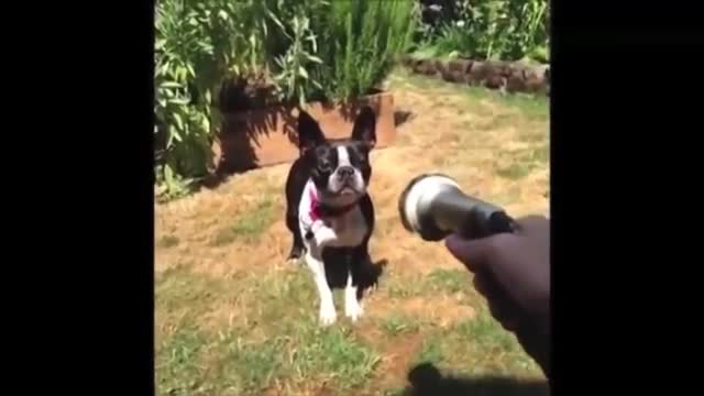 Best funniest animals compilation