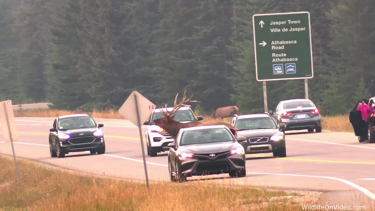 Elk Bull Herding Cars and Cows