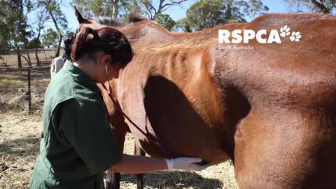 RPSCA seizes seriously injured donkey and emaciated horse