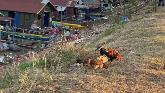 Floating villagers activities - Siem Reap/Cambodia