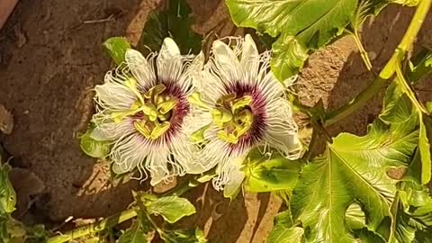 Granadilla plant