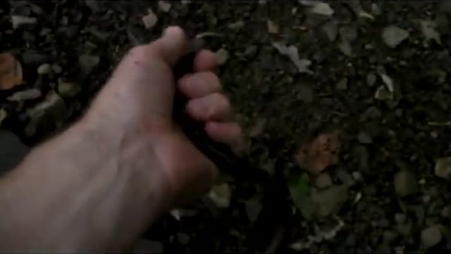 Giant Japanese Earthworm_Cut