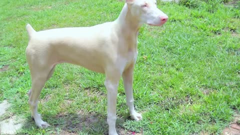 35 Albino Animals That Were Only Seen Once