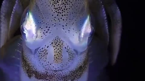 This is a beautiful and charming water-dwelling species