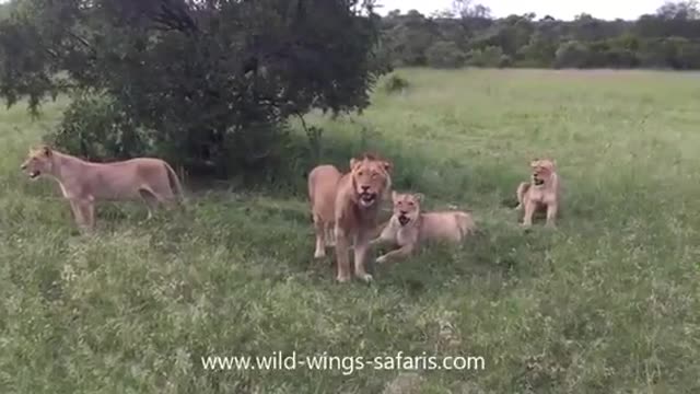 Warthog runs right into pride of loins