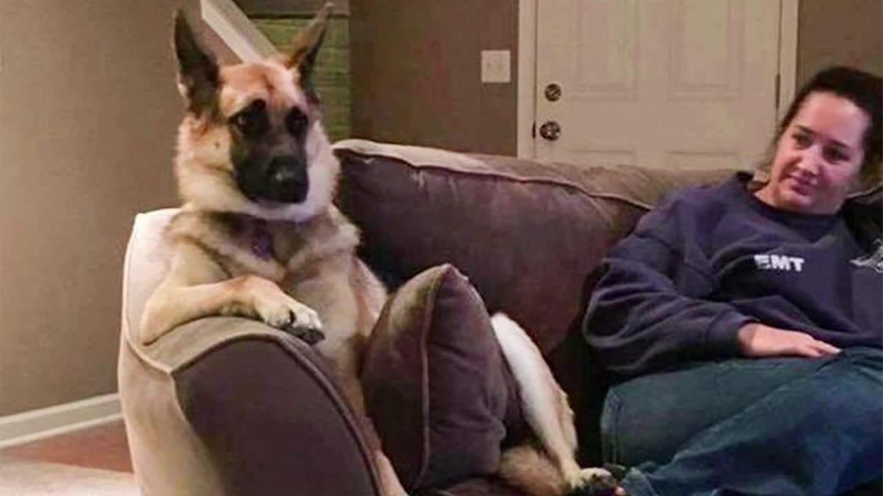 Sometimes My Dog Forgets He Is a Dog π Funny Dogs and Cats Videos πΈπΆ