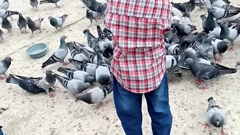 Kids feed the pigeons