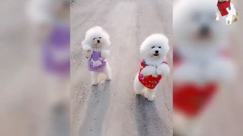 Funny animal videos, cute white dog diary