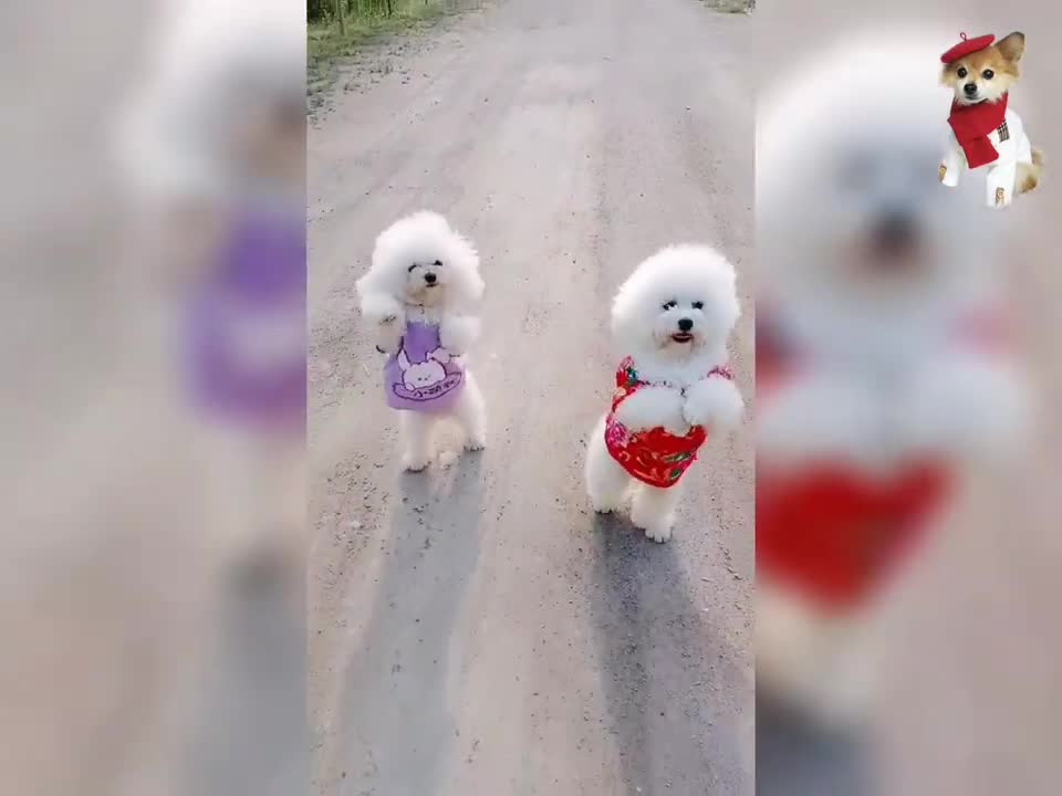 Funny animal videos, cute white dog diary