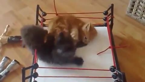 boxing cats