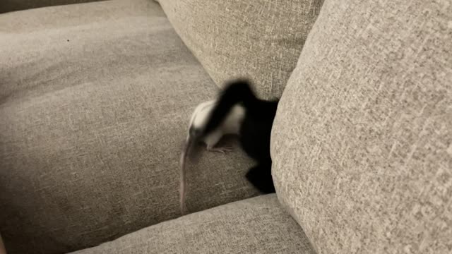 Cat and Rat Friends Play Happily on Couch