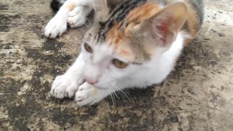 Baby Cat playing with daddy