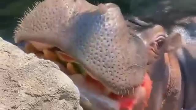 Hippos loves watermelon.