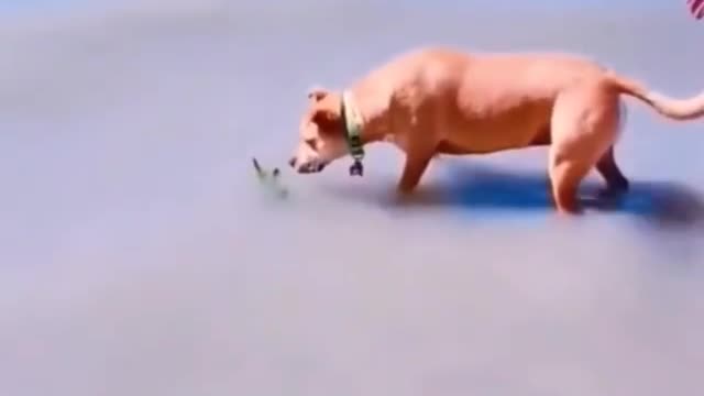 At this point the dog thought, "I dare not.