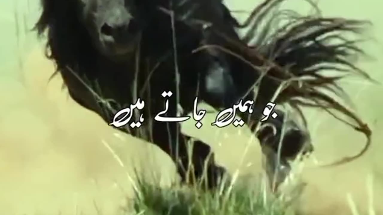 Horse