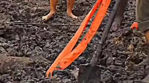 Humanity