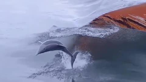Waao ! Dolphin infront of a Ship 🚢 ♥️ 💖