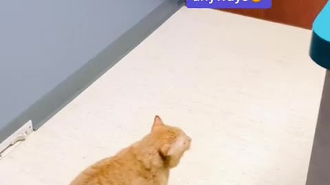 😹 #catsoftiktok #adoptdontshop