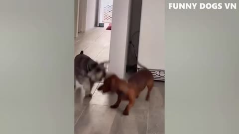 Funny Dogs And Cats In The Funniest Animals Video