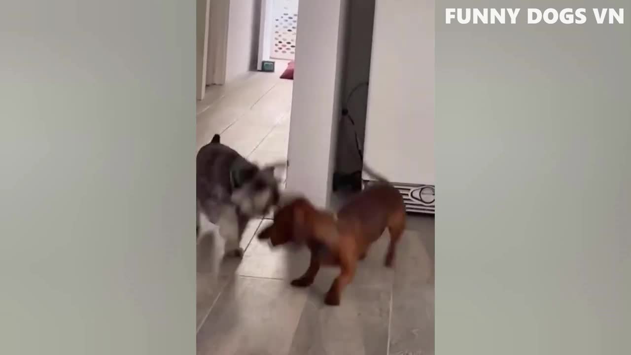 Funny Dogs And Cats In The Funniest Animals Video