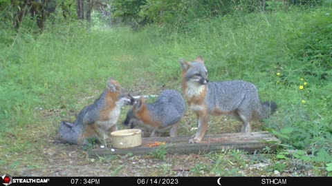 Fox feeding