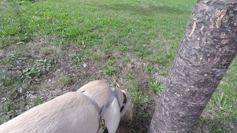 Cooper Wants To Go For A Walk