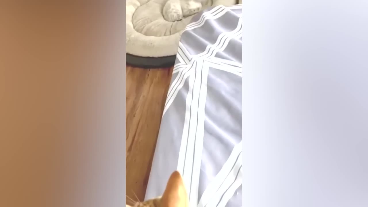 Best Funny Animal Videos Of The 2023 π€£ - Funniest Cats And Dogs Videos πΊπ (6)