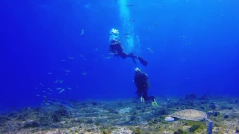 Barracuda Attack On Green Turtle in Cozumel.