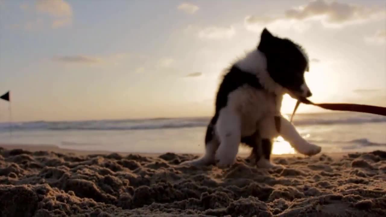 Funny Dog Animal