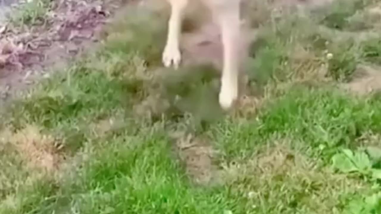 Dog funny dance.